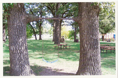Tree Swing in Padilla Park